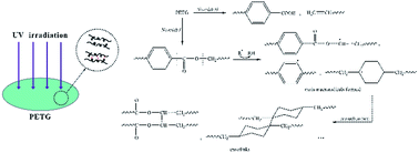 Graphical abstract: Photodegradation behavior and mechanism of poly(ethylene glycol-co-1,4-cyclohexanedimethanol terephthalate) (PETG) random copolymers: correlation with copolymer composition