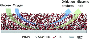 Graphical abstract: An oxygen tolerance conductive hydrogel anode membrane for use in a potentially implantable glucose fuel cell