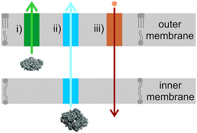 Graphical abstract: Membrane permeabilization by conjugated oligoelectrolytes accelerates whole-cell catalysis