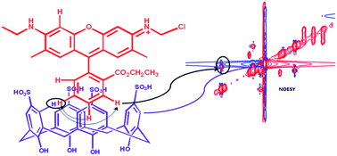 Graphical abstract: Encapsulation of rhodamine-6G within p-sulfonatocalix[n]arenes: NMR, photophysical behaviour and biological activities