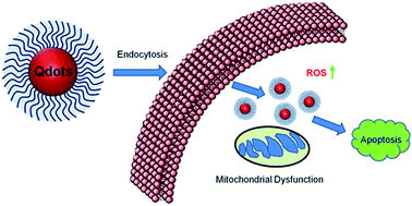 Graphical abstract: Therapeutic effect of quantum dots for cancer treatment