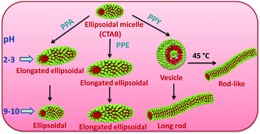 Graphical abstract: Microstructural morphologies of CTAB micelles modulated by aromatic acids