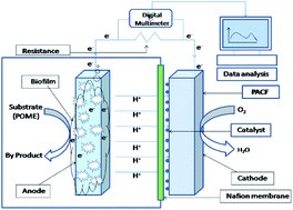 Graphical abstract: Augmentation of air cathode microbial fuel cell performance using wild type Klebsiella variicola