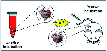 Graphical abstract: In vivo protein corona patterns of lipid nanoparticles