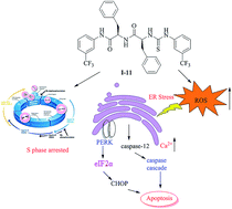Graphical abstract: Synthesis and biological evaluation of terminal functionalized thiourea-containing dipeptides as antitumor agents
