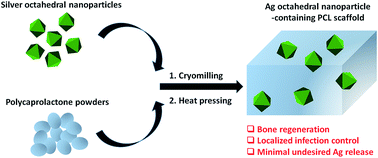 Graphical abstract: Fabrication of a silver octahedral nanoparticle-containing polycaprolactone nanocomposite for antibacterial bone scaffolds