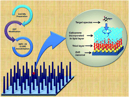 Graphical abstract: Cellular-membrane inspired surface modification of well aligned ZnO nanorods for chemosensing of epinephrine