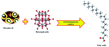 Graphical abstract: An unexpected behavior of H3PMo12O40 heteropolyacid catalyst on the biphasic hydrolysis of vegetable oils