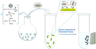 Graphical abstract: Magnetic Janus nanorods for efficient capture, separation and elimination of bacteria