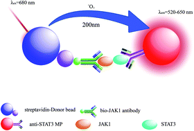 Graphical abstract: Detection of Janus-activated kinase-1 and its interacting proteins by the method of luminescent oxygen channeling