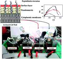 Graphical abstract: Novel application of peptaibiotics derived from Trichoderma sp. for methanogenic suppression and enhanced power generation in microbial fuel cells