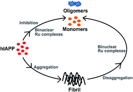 Graphical abstract: Binuclear ruthenium complexes inhibit the fibril formation of human islet amyloid polypeptide