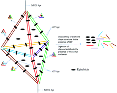 Graphical abstract: A novel aptamer-based DNA diamond nanostructure for in vivo targeted delivery of epirubicin to cancer cells