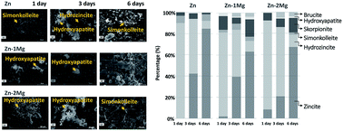 Graphical abstract: Evolution of the in vitro degradation of Zn–Mg alloys under simulated physiological conditions