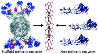 Graphical abstract: Saccharification of thermochemically pretreated cellulosic biomass using native and engineered cellulosomal enzyme systems