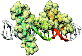 Graphical abstract: A designed DNA binding motif that recognizes extended sites and spans two adjacent major grooves