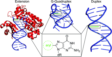Graphical abstract: C-Linked 8-aryl guanine nucleobase adducts: biological outcomes and utility as fluorescent probes