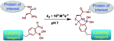 Graphical abstract: Fast and selective labeling of N-terminal cysteines at neutral pH via thiazolidino boronate formation
