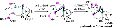 Graphical abstract: Expeditious synthesis of the fused hexacycle of puberuline C via a radical-based cyclization/translocation/cyclization process