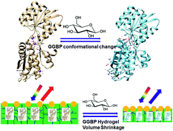 Graphical abstract: Photonic crystal protein hydrogel sensor materials enabled by conformationally induced volume phase transition