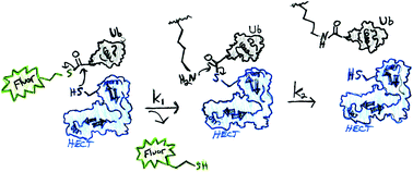 Graphical abstract: UbFluor: a mechanism-based probe for HECT E3 ligases