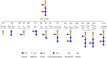 Graphical abstract: Eradicating mass spectrometric glycan rearrangement by utilizing free radicals