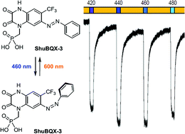 Graphical abstract: Optical control of AMPA receptors using a photoswitchable quinoxaline-2,3-dione antagonist