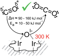 Graphical abstract: Reactive oxygen species in iridium-based OER catalysts