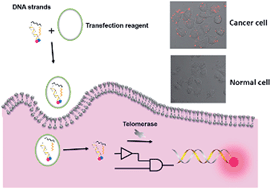 Graphical abstract: Evaluation of intracellular telomerase activity through cascade DNA logic gates