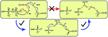Graphical abstract: The GTPase hGBP1 converts GTP to GMP in two steps via proton shuttle mechanisms