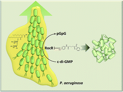Graphical abstract: Inhibition of P. aeruginosa c-di-GMP phosphodiesterase RocR and swarming motility by a benzoisothiazolinone derivative