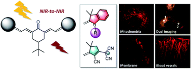 Graphical abstract: Keto-polymethines: a versatile class of dyes with outstanding spectroscopic properties for in cellulo and in vivo two-photon microscopy imaging