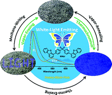 Graphical abstract: White-light emission from a single heavy atom-free molecule with room temperature phosphorescence, mechanochromism and thermochromism