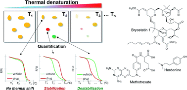 Graphical abstract: Label-free target identification using in-gel fluorescence difference via thermal stability shift