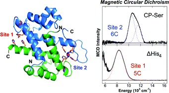 Graphical abstract: Magnetic circular dichroism studies of iron(ii) binding to human calprotectin