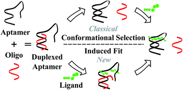 Graphical abstract: Complementary oligonucleotides regulate induced fit ligand binding in duplexed aptamers