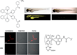 Graphical abstract: Luminescent chemosensors by using cyclometalated iridium(iii) complexes and their applications