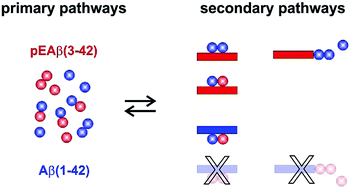 Graphical abstract: Pyroglutamate-modified Aβ(3-42) affects aggregation kinetics of Aβ(1-42) by accelerating primary and secondary pathways