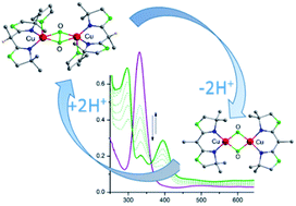 Graphical abstract: Acid/base triggered interconversion of μ-η2:η2-peroxido and bis(μ-oxido) dicopper intermediates capped by proton-responsive ligands