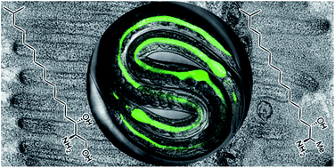 Graphical abstract: Structure and conserved function of iso-branched sphingoid bases from the nematode Caenorhabditis elegans