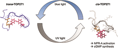 Graphical abstract: Optical control of a receptor-linked guanylyl cyclase using a photoswitchable peptidic hormone