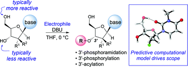 Graphical abstract: The protecting-group free selective 3′-functionalization of nucleosides