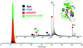 Graphical abstract: Characterization of trimethoprim resistant E. coli dihydrofolate reductase mutants by mass spectrometry and inhibition by propargyl-linked antifolates