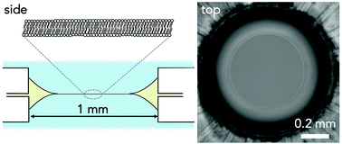 Graphical abstract: Millimeter-area, free standing, phospholipid bilayers