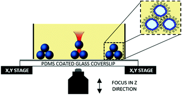 Graphical abstract: Optically assembled droplet interface bilayer (OptiDIB) networks from cell-sized microdroplets