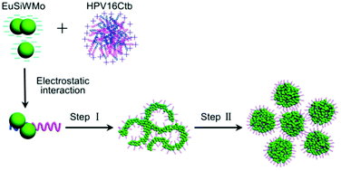 Graphical abstract: Co-assembly of polyoxometalates and peptides towards biological applications