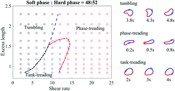 Graphical abstract: Dynamics of a multicomponent vesicle in shear flow