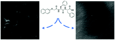 Graphical abstract: Controlling the network type in self-assembled dipeptide hydrogels