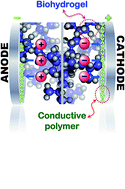 Graphical abstract: Current status and challenges of biohydrogels for applications as supercapacitors and secondary batteries