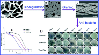 Graphical abstract: Novel amino acid based nanogel conjugated suture for antibacterial application